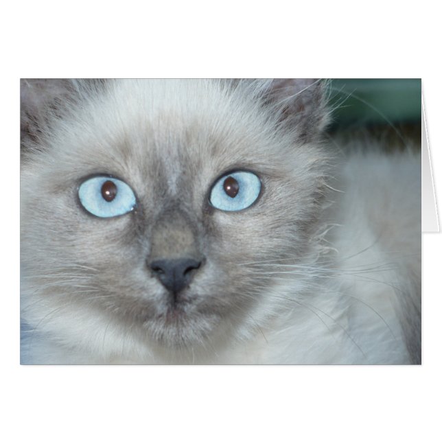 Cute kattunge hälsningskort (Framsidan Horizontal)