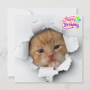 Cute kattunge kort