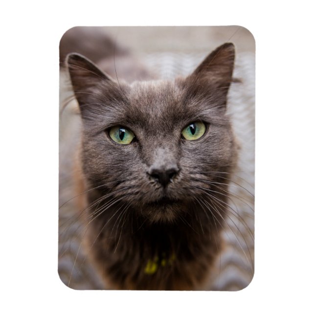 Cute kattunge kylmagnet magnet (Vertikal)