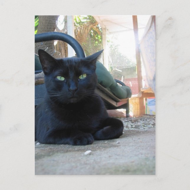 Cute Kattunge Lutgående - vykort (Framsida)