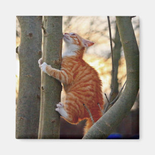 Cute Kattunge Magnet