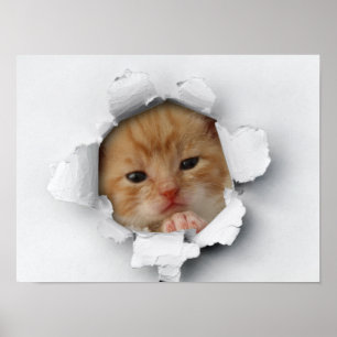 Cute kattunge poster