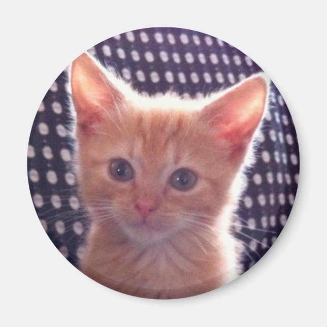 Cute kattunge röd kräm magnet (Framsidan)