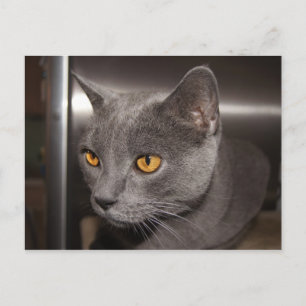 Cute Kattunge Vykort
