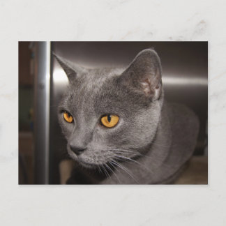 Cute Kattunge Vykort