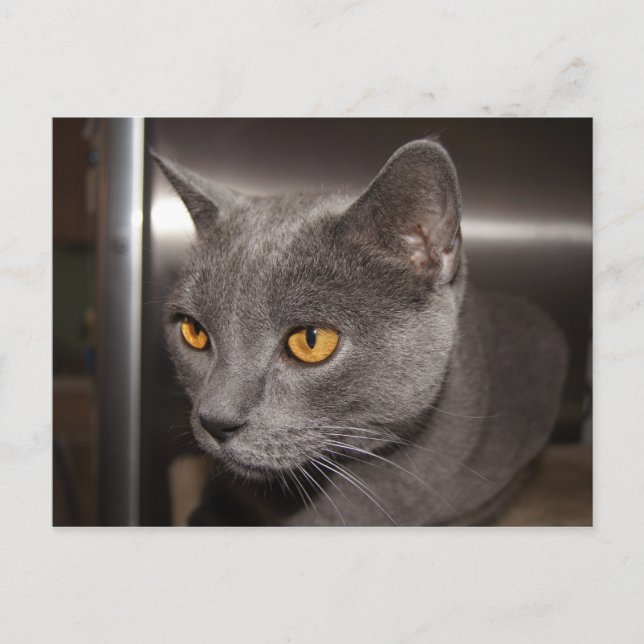 Cute Kattunge Vykort (Framsida)