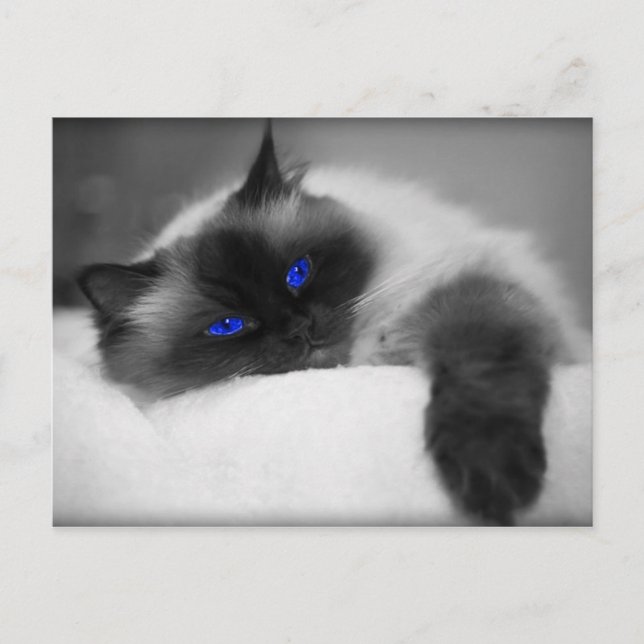 Cute Kattunge Vykort (Framsida)