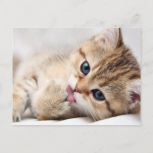 CUTE KATTUNGE VYKORT