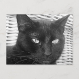 Cute Kattunge - vykort