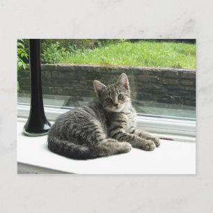 Cute Kattunge Vykort