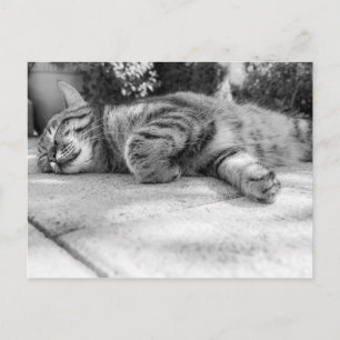 Cute Kattunge Vykort
