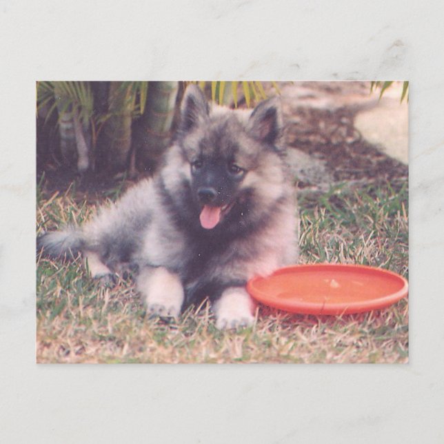 Cute Keeshond Puppy Vykort (Framsida)