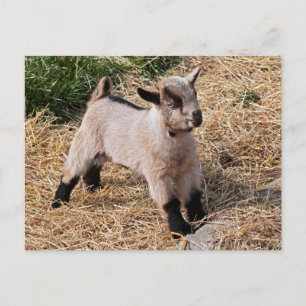 Cute Kid-vykort Vykort