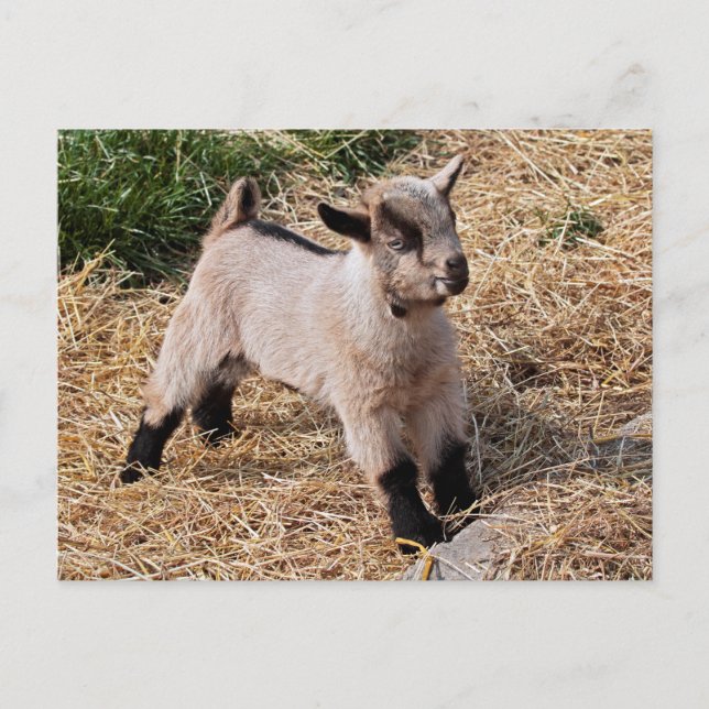 Cute Kid-vykort Vykort (Framsida)