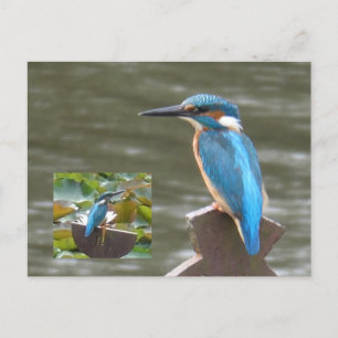 Cute Kingfish DIY Postcard Vykort