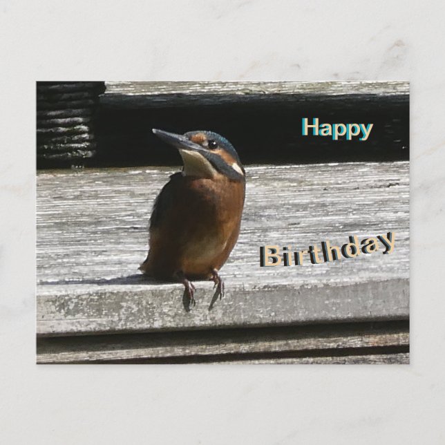 Cute Kingfisher Close Grattis på födelsedagen Post Helg Vykort (Framsida)