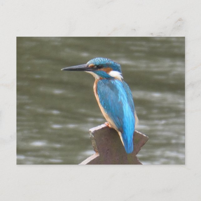 Cute Kingfisher DIY-vykort Vykort (Framsida)