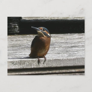 Cute Kingfisher Stäng DIY-vykort Helg Vykort