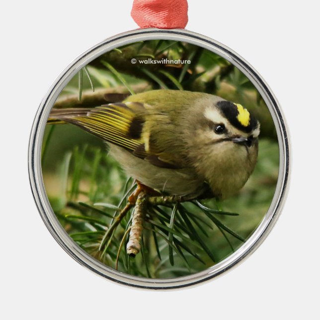 Cute Kinglet Songbird orsakar en stam i bron Julgransprydnad Metall (Framsidan)