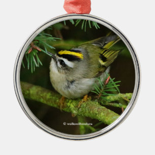 Cute Kinglet Songbird orsakar en stam i bron Julgransprydnad Metall