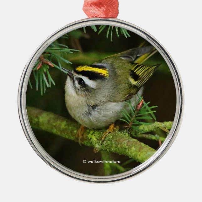 Cute Kinglet Songbird orsakar en stam i bron Julgransprydnad Metall (Framsidan)
