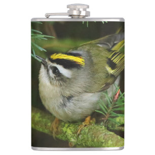 Cute Kinglet Songbird orsakar Stir i bron Fickplunta
