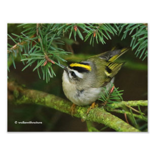 Cute Kinglet Songbird orsakar Stir i bron Fototryck