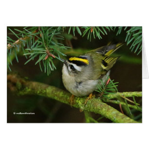 Cute Kinglet Songbird orsakar Stir i bron Hälsningskort