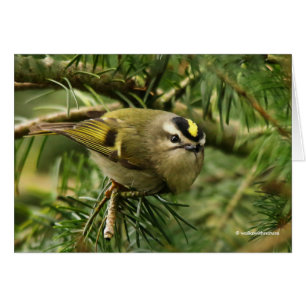 Cute Kinglet Songbird orsakar Stir i bron Hälsningskort