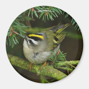 Cute Kinglet Songbird orsakar Stir i bron Magnet