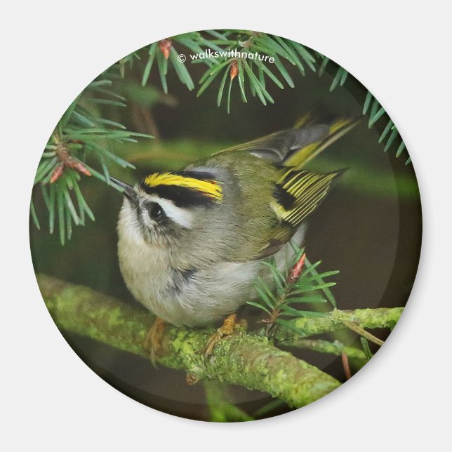 Cute Kinglet Songbird orsakar Stir i bron Magnet (Framsidan)