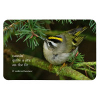 Cute Kinglet Songbird orsakar Stir i bron