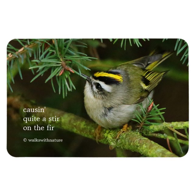 Cute Kinglet Songbird orsakar Stir i bron Magnet (Horisontell)