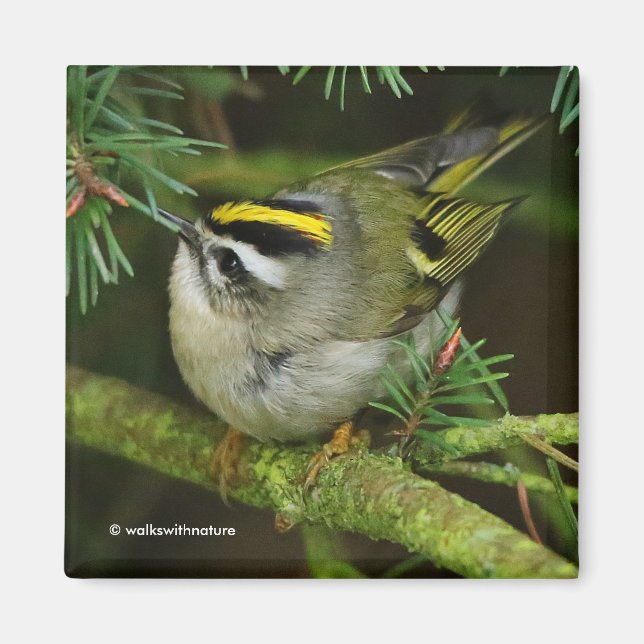 Cute Kinglet Songbird orsakar Stir i bron Magnet (Framsidan)