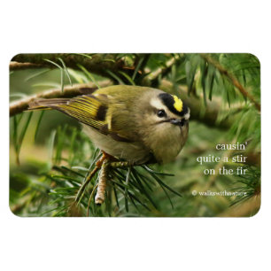 Cute Kinglet Songbird orsakar Stir i bron Magnet