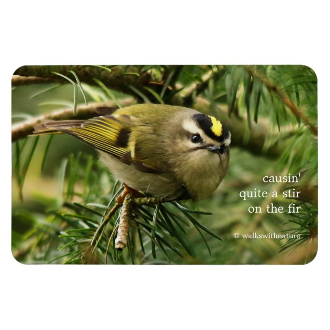 Cute Kinglet Songbird orsakar Stir i bron Magnet (Horisontell)