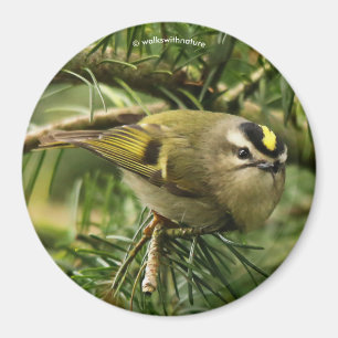 Cute Kinglet Songbird orsakar Stir i bron Magnet
