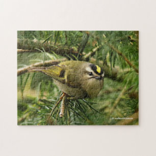 Cute Kinglet Songbird orsakar Stir i bron Pussel