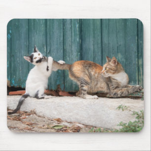 Cute Kitten Chasing Mamma Svan Funny Cat Photo Musmatta