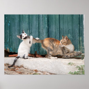 Cute Kitten Chasing Mamma Svan Funny Cat Photo - Poster