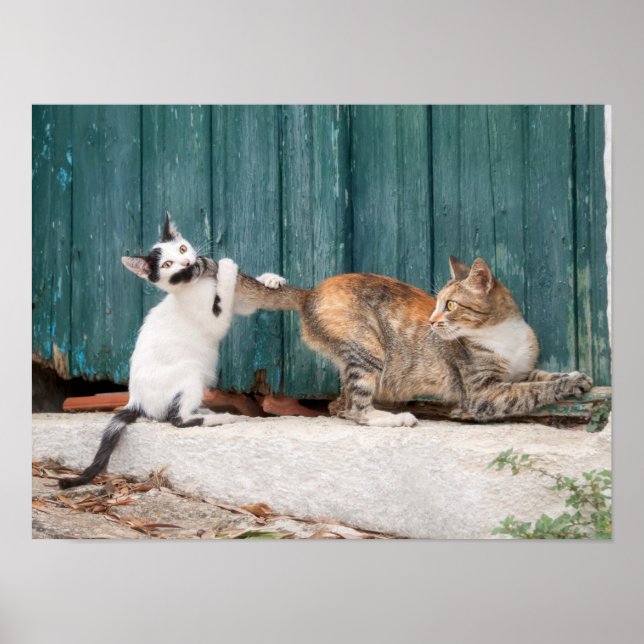 Cute Kitten Chasing Mamma Svan Funny Cat Photo - Poster (Framsidan)