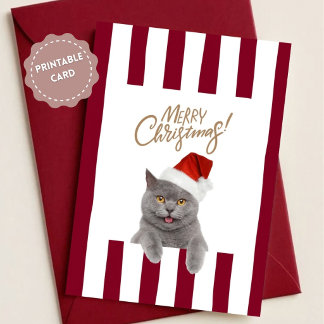Cute Kitten Christmas Card Kort