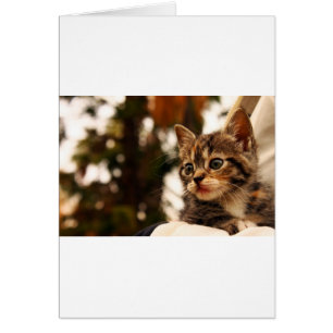 Cute Kitten Hälsningskort