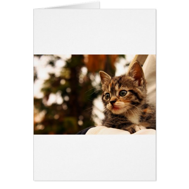 Cute Kitten Hälsningskort (Framsidan)