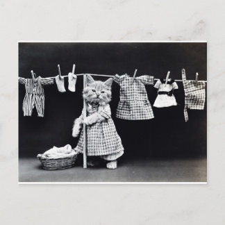 Cute Kitten Hanging Tvätt Vykort