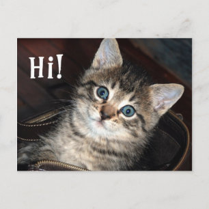 Cute Kitten Hi! Vykort