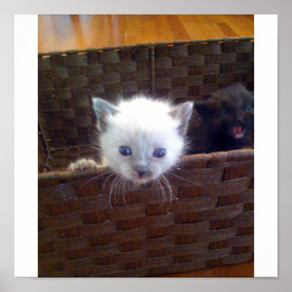 Cute Kitten i Basket Poster