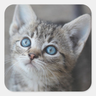 Cute Kitten i Garden Fyrkantigt Klistermärke