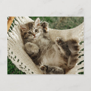 Cute Kitten i Hammock Vykort