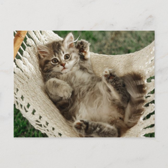 Cute Kitten i Hammock Vykort (Framsida)